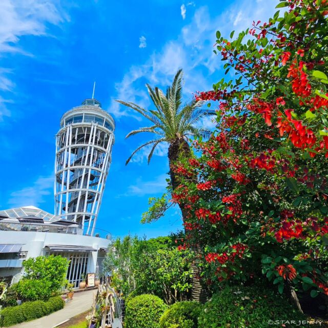 🌹アメリカデイゴ 🌹

サムエルコッキング苑公式
Instagramをご覧いただき
ありがとうございます🙇

本日のサムエルコッキング苑は
アメリカデイゴの花が咲き
晴天の空と夏らしい景色を
見せてくれています

沖縄デイゴは
もっと
明るく鮮やかな
赤色の花をつけますが
寒さに弱く
日本では沖縄以外での
栽培が難しいと言われています

しかし
このアメリカデイゴはとても
強くなおかつ成長も早く
幹はごつごつと太くなり
高さも10メートルを超え
また枝を横に張るので
強い日差しをさえぎる木陰を
生み出してくれる
優しく頼もしい木なのです

真っ赤な生命力に溢れた
アメリカデイゴと
江の島の青い空、
見頃です😌

￣￣￣￣￣￣￣￣￣￣￣￣￣￣
日々、
皆様から
サムエルコッキング苑アカウントを
タグ付けしていただいた投稿をいただき
誠にありがとうございます🙇

引き続き
フォロー&タグ付け投稿していただきました
お写真や動画をリポスト又は
リストーリーさせて頂く事が
ございます🙇✨
サムエルコッキング苑アカウントを
フォローして
アカウントをタグ付けを
正しくしていただけませんと
せっかくの投稿を見落として
しまいますので
必ずアカウントをタグ付け
いただきたく存じます🙇

#江の島シーキャンドル
#サムエルコッキング苑
#samuelcockinggarden
#shonan 
#fujisawa
#enoshima
#藤沢 
#湘南スタイル
#湘南 
#江の島
#japan
#日本観光
#japantrip
#旅遊