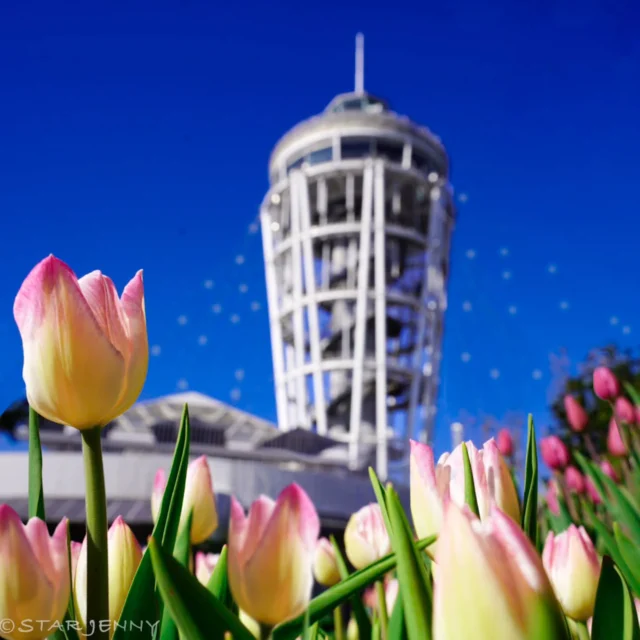 江ノ島の冬の風物詩となりました
ウィンターチューリップ🌷
別名アイスチューリップ

今年も昨年と同様、3万本というボリューム感で
ウィンターチューリップが苑内を彩っています🌷

真冬に見られる満開がいまから待ち遠しいですね

皆様のご来苑
心よりお待ちしております🫶

…………………………………………………………………………………………

🎙️　フォロー&タグ付け投稿していただきました
お写真や動画をリポスト又はリストーリーさせて
頂く事がございます🙇✨
たくさんの投稿お待ちしております🫶

…………………………………………………………………………………………
【湘南の宝石2025-2026】

📆　期　　間
2025年11月22日（土）～2026年2月28日（土）
📍会場
江の島・片瀬海岸エリア一帯
夜間営業時間
【江の島サムエル・コッキング苑／江の島シーキャンドル】
⌚平日・12/31～1/3　17:00〜20:00（最終入場19:30）
⌚土日祝・12/20～30　17:00〜21:00（最終入場20:30）
※1/10以降は点灯17:30～

☎️お問い合わせ
●江ノ島電鉄株式会社　
Tel：0466-25-3525
（平日9:00～17:00）
●藤沢市観光センター　
Tel：0466-22-4141
（8:30～17:00）
※天候などによりイベントの一部が変更または
中止になる場合がございます。
主催：湘南藤沢活性化

#江の島シーキャンドル
#湘南の宝石
#湘南の宝石2024
#イルミネーション
#illumination
#shonan 
#fujisawa
#enoshima
#湘南スタイル
#湘南 
#江の島
#japan
#アイスチューリップ　
#ウィンターチューリップ
#チューリップ