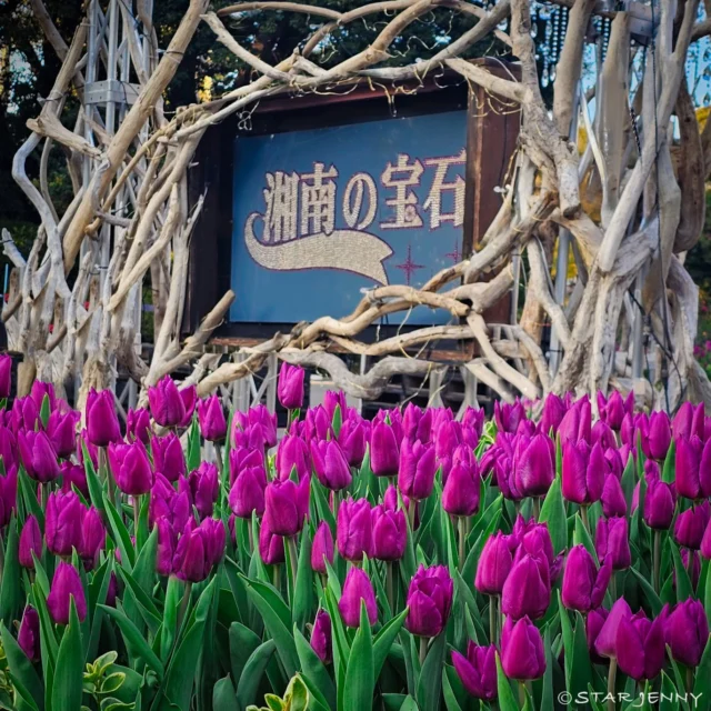 年末年始の
江の島サムエル・コッキング苑、
各施設の営業スケジュールを
下記の通りご案内いたします🎍✨

江の島エスカー１区

12月30日 （火） 8:50 ～ 20:05 延長
12月31日 （水） 8:50 ～ 19:05 通常
1月1日 （木・祝） 7:30 ～ 19:05 特別営業（早朝）
1月2日 （金） 8:50 ～ 19:05 通常
1月3日 （土） 8:50 ～ 19:05 通常
1月4日 （日） 8:50 ～ 20:05 延長
1月5日 （月） 8:50 ～ 19:05 通常
※　12/31～1/1の終夜運転は実施いたしません。

江の島エスカー２区・３区

12月30日 （火） 8:50 ～ 20:05 延長
12月31日 （水） 8:50 ～ 19:05 通常
1月1日 （木・祝） 8:00 ～ 19:05 特別営業（早朝）
1月2日 （金） 8:50 ～ 19:05 通常
1月3日 （土） 8:50 ～ 19:05 通常
1月4日 （日） 8:50 ～ 20:05 延長
1月5日 （月） 8:50 ～ 19:05 通常

江の島サムエル・コッキング苑/江の島シーキャンドル

12月30日 （火） 9:00 ～ 21:00 延長
12月31日 （水） 9:00 ～ 20:00 通常
1月1日 （木・祝） 8:00 ～ 20:00 特別営業（早朝）
1月2日 （金） 9:00 ～ 20:00 通常
1月3日 （土） 9:00 ～ 20:00 通常
1月4日 （日） 9:00 ～ 21:00 延長
1月5日 （月） 9:00 ～ 20:00 通常
※　最終入苑30分前

TODAI KITCHEN DELI＆TEA

12月30日 （火） 10:00 ～ 21:00 延長
12月31日 （水） 10:00 ～ 20:00 通常
1月1日 （木・祝） 10:00 ～ 20:00 通常
1月2日 （金） 10:00 ～ 20:00 通常
1月3日 （土） 10:00 ～ 20:00 通常
1月4日 （日） 10:00 ～ 21:00 延長
1月5日 （月） 10:00 ～ 20:00 通常
※　ラストオーダーは閉店60分前

UMIYAMA DO

12月30日 （火） 11:00 ～ 21:00 延長
12月31日 （水） 11:00 ～ 20:00 通常
1月1日 （木・祝） 11:00 ～ 20:00 通常
1月2日 （金） 11:00 ～ 20:00 通常
1月3日 （土） 11:00 ～ 20:00 通常
1月4日 （日） 11:00 ～ 21:00 延長
1月5日 （月） 11:00 ～ 20:00 通常
※　ラストオーダーは閉店60分前

キッチンカー

12月30日 （火） 12:00 ～ 20:00 延長
12月31日 （水） 12:00 ～ 19:00 通常
1月1日 （木・祝） 12:00 ～ 19:00 通常
1月2日 （金） 12:00 ～ 19:00 通常
1月3日 （土） 12:00 ～ 19:00 通常
1月4日 （日） 12:00 ～ 20:00 延長
1月5日 （月） 12:00 ～ 19:00 通常

ゆうひ茶屋

12月30日 （火） 10:00 ～ 19:00 延長
12月31日 （水） 10:00 ～ 18:00 通常
1月1日 （木・祝） 10:00 ～ 18:00 通常
1月2日 （金） 10:00 ～ 18:00 通常
1月3日 （土） 10:00 ～ 18:00 通常
1月4日 （日） 10:00 ～ 19:00 延長
1月5日 （月） 10:00 ～ 18:00 通常

21days

12月30日 （火） 10:00 ～ 20:30 延長
12月31日 （水） 10:00 ～ 19:30 通常
1月1日 （木・祝） 10:00 ～ 19:30 通常
1月2日 （金） 10:00 ～ 19:30 通常
1月3日 （土） 10:00 ～ 19:30 通常
1月4日 （日） 10:00 ～ 20:30 延長
1月5日 （月） 10:00 ～ 19:30 

皆様のご来苑心よりお待ちしております✨🗼✨