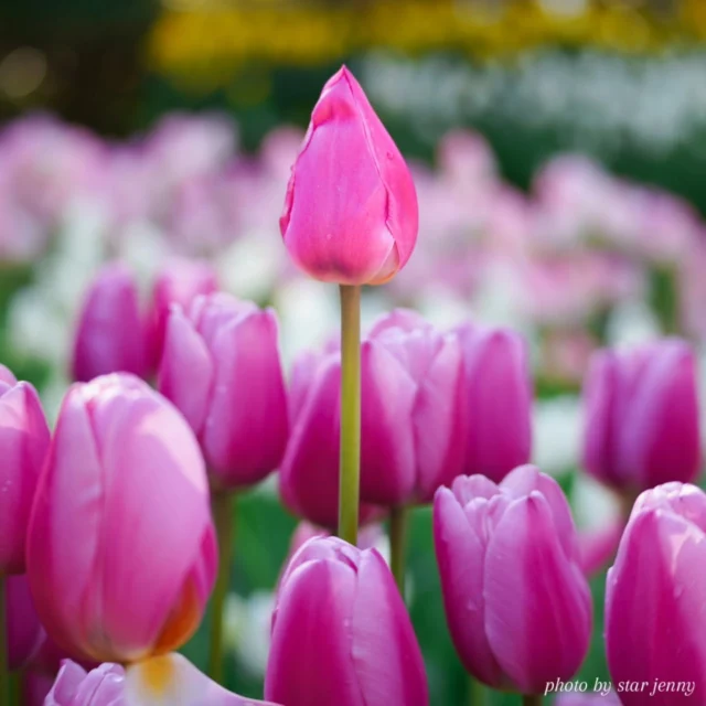 日中は太陽の日差しがたっぷりの苑内は
3万本のチューリップが咲きロマンチックな風景に🌷

そして、
この景色をそのまま閉じ込めたようなスイーツの
期間限定販売や
お正月限定ご来苑記念カードの販売など
とっておきをご用意して
皆様のご来苑をお待ちしております🗼✨

​🗓️冬季期間限定
📍 海山堂「チューリップ🌷」

​ぷっくりとしたチューリップの形が可愛すぎる濃厚で
爽やかなレアチーズケーキ🍰

日本三大イルミネーション に認定された苑内の景色と
甘い思い出をぜひ💎🍰✨

🗓️1月下旬迄
お正月限定ご来苑記念カード
📍21daysSOUVENIR(S) ENOSHIMA のみで
元旦より販売🫶

#日本三大イルミネーション 
​#ウィンターチューリップ 
#レアチーズケーキ