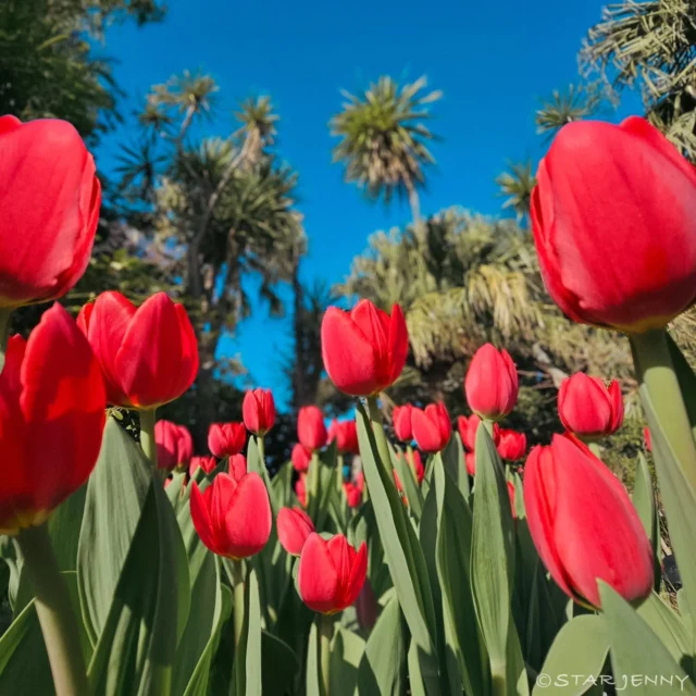 見て
食べて
心満たされる。
冬のチューリップ散策へ🚶

​寒空の下、力強く、そして可憐に咲き誇る
3万本のウィンターチューリップ🌷

凛とした空気の中で見る花々は、
春とはまた違う幻想的な美しさです。

​そんな絶景のお供にぴったりな
スイーツをご紹介します♡

苑内の「海山堂」にて、
チューリップ型のレアチーズケーキが
季節限定で販売しています。

​✅ 3万本の花々に癒される
✅ 食べるのがもったいないほど可愛い限定ケーキを堪能
✅ 冬の散歩道をゆったり楽しむ

​明日からの三連休🍀
大切な方と一緒に、心温まる冬の休日を
過ごしに来てくださいね