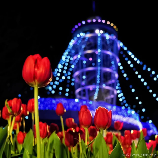 47都道府県の頂点,
日本三大イルミネーションに昇格認定された
【湘南の宝石】好評開催中です👑

日中、
アイスチューリップが咲き乱れる苑内はまるで春のよう🌷

​チューリップと【湘南の宝石】光の空間との
コラボも必見です👀✨

…………………………………………………………………………………
フォロー&タグ付け投稿していただきました
お写真や動画をリポスト又はリストーリー
させて頂く事がございます♡
たくさんの皆さまの
湘南キャンドル写真を楽しみにお待ちします🙇✨
…………………………………………………………………………………

📅会期
2026年2月28日（土）迄
📍会場
江の島・片瀬海岸エリア一帯
夜間営業時間
【江の島サムエル・コッキング苑／江の島シーキャンドル】
⌚
17:00〜20:00（最終入場19:30）

✴️17時３０分点灯となります

☎️お問い合わせ
●江ノ島電鉄株式会社　
Tel：0466-25-3525
（平日9:00～17:00）
●藤沢市観光センター　
Tel：0466-22-4141
（8:30～17:00）
※天候などによりイベントの一部が変更または中止になる場合がございます。
主催：湘南藤沢活性化

#江の島シーキャンドル
#日本三大イルミネーション認定
#湘南の宝石2026
#アイスチューリップ
#速報