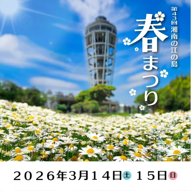 春の江の島がもっと楽しくなる2日間！🌸

「第43回 湘南江の島春まつり」が開催されます！

​伝統的なコマ回しや、
手裏剣投げができる「忍者体験」など、
お子様から大人まで楽しめるワークショップが
盛りだくさん✨ 

15日(日)には、大迫力の和太鼓ライブと
お笑いステージも開催決定！
​江の島の潮風を感じながら、特別な春の思い出を
作りませんか？🌊

​【イベント概要】
📍 場所：江の島サムエル・コッキング苑
📅 日時：3月14日(土)・15日(日)
​🌟 両日開催（10:00〜16:00）
・片瀬こま・大山こま体験
・浮世絵すり体験会
・忍者体験（手裏剣投げなど）

​🔥 15日(日)限定！スペシャルステージ
🥁 太鼓集団「ふじ」ライブ
①11:00〜 / ②14:00〜
藤沢を拠点に活動する迫力のパフォーマンス！

​🤣 お笑いステージ
①12:00〜 / ②15:00〜（各回30分）
人気芸人3組が登場！MC：アホマイルド坂本さん
​今週末はぜひ、ご家族や友人と江の島へお越しください⛩️

​#湘南江の島春まつり 
#江の島 
#藤沢市 
#湘南イベント