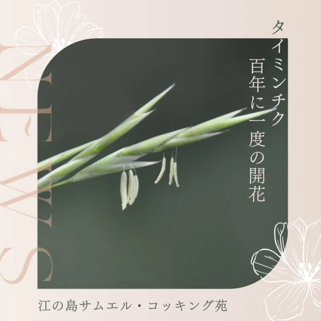 ​「100年に一度」の奇跡✨

​現在、苑内では非常に珍しい天然記念物の
「タイミンチク（大明竹）」の開花を確認しました🔎

実は竹の花、
その生態は今もなお多くの謎に包まれているそうです。

​100年に一度の開花についてですが
種類によりますが、タイミンチクも
数十年〜100年のスパンでしか咲かないと言われる、
非常に希少な開花だそうです。

​竹は花を咲かせると、
その一生を終えると言われています。
まさに命を燃やした最後の輝きなんです♡

​写真のように、稲の穂に似た、
小さくて繊細な花が特徴です。
​派手な花ではありませんが、漂うオーラは別格です✨

タイミンチクの場所は
コッキング遺構のならびにありますので
歴史の1ページに刻まれるようなこの瞬間を、
ぜひ五感で楽しんでくださいませ🌿

江の島アートフェスティバル
​📅 開催期間
2026年4月11日（土）〜6月7日（日）
※ 5月7日(木)・8日(金)は展示入替のためお休み

​📍 会場
江の島島内 / 江の島サムエル・コッキング苑 / UMIYAMA GALLERY / 周辺エリア

​🤝 主催
湘南藤沢活性化コンソーシアム

​#江の島アートフェスティバル 
#江の島 #サムエルコッキング苑 
#湘南イベント 
#春のお出かけ