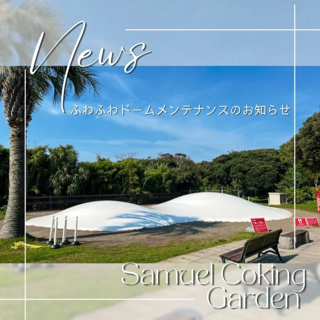​【ふわふわドーム メンテナンスにともなう
閉鎖のお知らせ（6/8〜6/30）】

​いつも江の島サムエル・コッキング苑へ遊びに
来ていただき、本当にありがとうございます！✨

​今日は、いつも元気いっぱいのお子さまたちで賑わう
「ふわふわドーム」について、
大切なお知らせがあります。

​これからもみんなに、もっと安全に、
もっとおもいっきりピョンピョン跳ねて
楽しんでもらうために、このたび「ふわふわドーム」の
メンテナンスを実施することになりました。

​安全第一で作業を進めるため、下記の期間中は
ドームのエリアをお休みさせていただきます🙇‍♀️

￣￣￣￣￣￣￣￣￣￣￣￣￣￣￣￣￣￣￣￣￣￣￣￣￣￣
​🛠 閉鎖期間

2026年6月8日（月）～ 2026年6月30日（火）

￣￣￣￣￣￣￣￣￣￣￣￣￣￣￣￣￣￣￣￣￣￣￣￣￣￣

​楽しみにしてくださっていた皆さま、
お出かけを計画されていた親御さまには、
ご不便をおかけしてしまい本当に申し訳ありません。

​7月からは、またピカピカにパワーアップしたドームで、
みなさんの最高の笑顔に会えるのを楽しみにしています！

ご理解とご協力を、どうぞよろしくお願いいたします🙇‍♀️

​※苑内のその他のエリアや、素敵なお花、
ギャラリーなどは通常通りお楽しみいただけます。
初夏の江の島散策にぜひお立ち寄りくださいね。