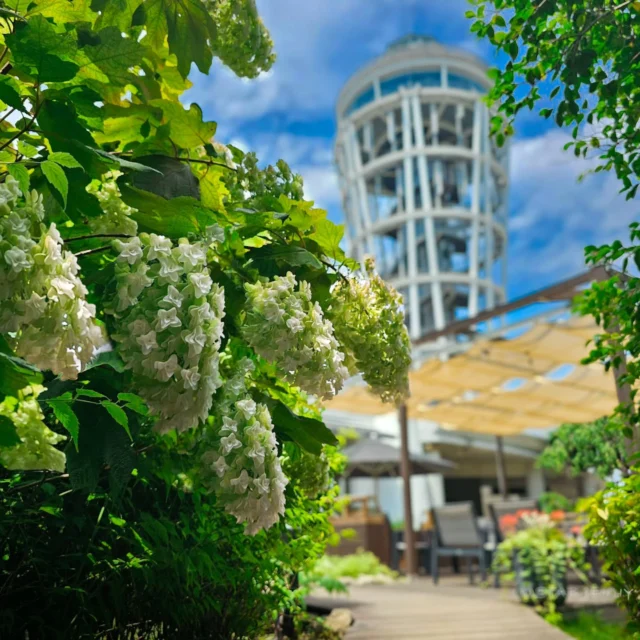 初夏の陽差し

​様々な色や形で繊細な花びらの紫陽花たち

苑内には自分だけの「秘密の景色」スポットが
たくさんあります

ぜひ自分だけのお気に入りの場所みつけてくださいね
​
今日は
風が通り抜ける、気持ちの良い午後でした。

まだまだ
梅雨の江の島
ご来苑の際は折りたたみ傘を
お守りに✨

​#江の島サムエルコッキング苑
#紫陽花
#湘南の初夏
#江の島散策