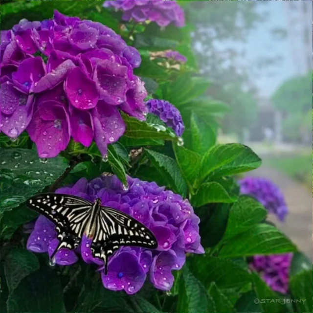 雨粒をまとった、色鮮やかな紫陽花。
紫陽花は小さなお花がいっぱい集まってできているお花

色鮮やかな花びらは、雨でも
その場を明るく穏やかな雰囲気に。

​雨の江の島は
どこか神秘的でいつもと違う表情を見せてくれます

​傘をさして、静かな雨音を聞きながら、
江の島を散歩して違う世界観をぜひお楽しみください

この時期だけの、特別な景色に出会えるはず。

​#江の島 
#紫陽花
#梅雨 
#アゲハチョウ
#日本の風景
